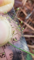 Dichanthelium ensifolium