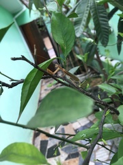 Mantidae