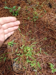 Dichanthelium ensifolium