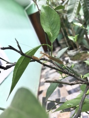 Mantidae