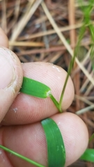 Dichanthelium ensifolium