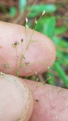 Dichanthelium ensifolium