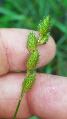 Carex albolutescens