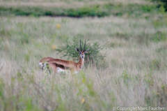 Nanger granti notata