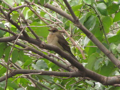Turdus amaurochalinus