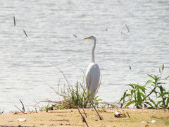 Ardea alba