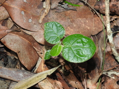 Brachychiton