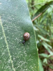 Gastrodontidae