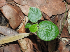 Brachychiton