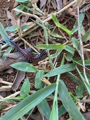 Rhysida brasiliensis