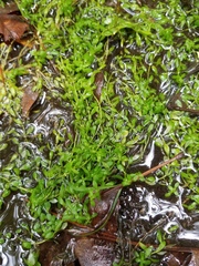 Callitriche peploides