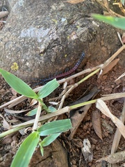 Rhysida brasiliensis