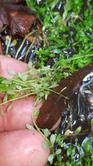 Callitriche peploides