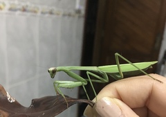 Mantidae