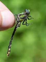 Ophiogomphus susbehcha