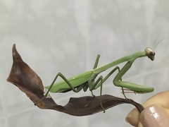 Mantidae