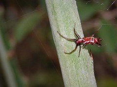 Micrathena swainsoni