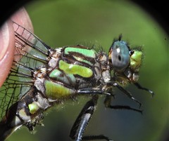 Ophiogomphus susbehcha