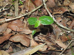 Brachychiton