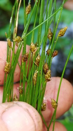 twisted spikerush (Eleocharis tortilis)