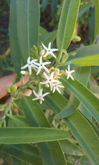 Vallesia laciniata