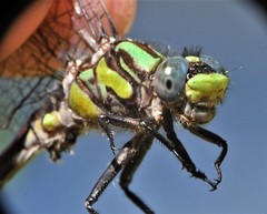 Ophiogomphus susbehcha