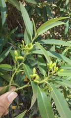 Vallesia laciniata