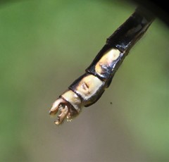 Ophiogomphus susbehcha