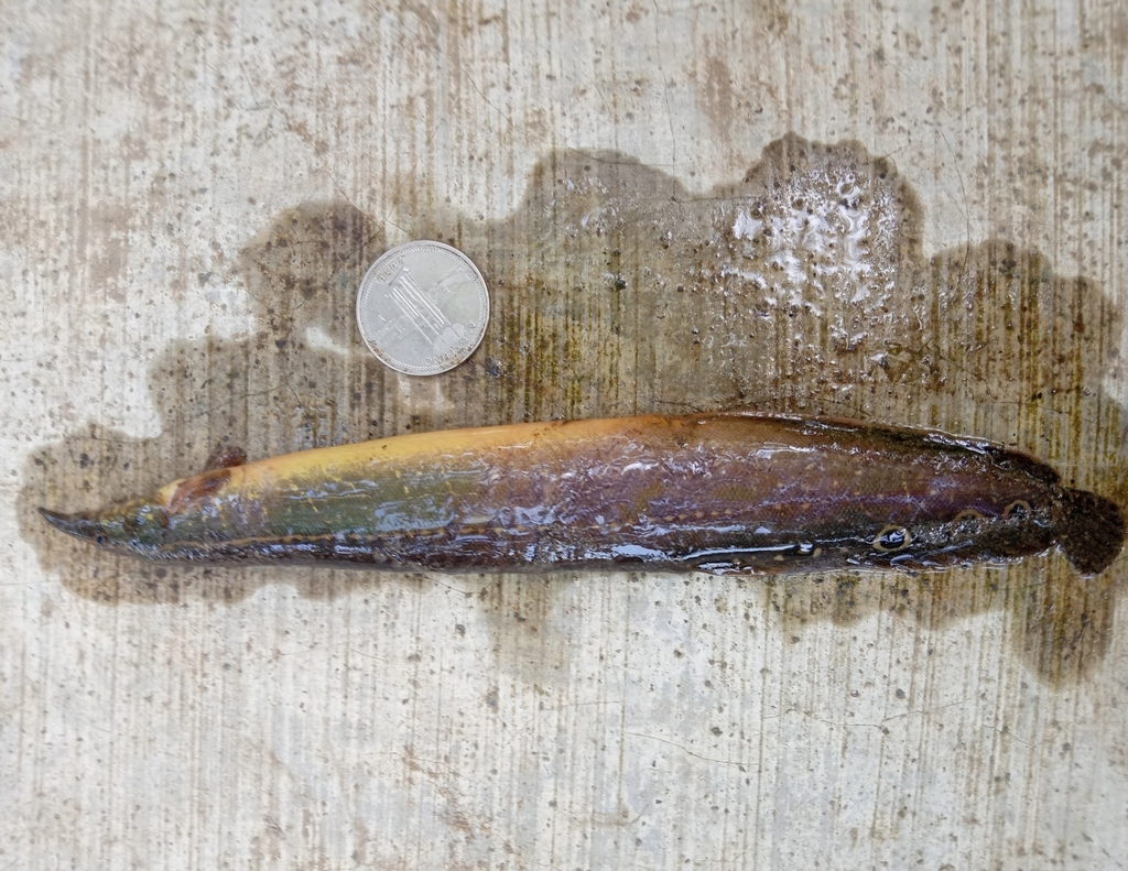 Lesser spiny eel (Macrognathus aculeatus) — Mastacembelidae