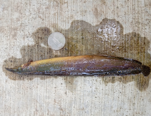 Lesser spiny eel (Macrognathus aculeatus) — Mastacembelidae