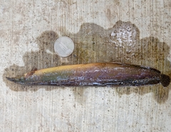 Macrognathus aculeatus