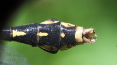 Ophiogomphus susbehcha