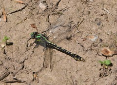 Ophiogomphus susbehcha