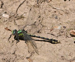 Ophiogomphus susbehcha