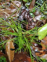 Eleocharis flavescens