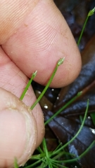 Eleocharis flavescens