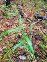 Dichanthelium polyanthes