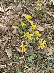 Rorippa sinuata