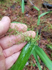 Dichanthelium polyanthes