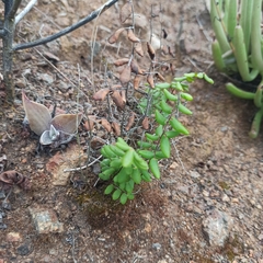 Pellaea andromedifolia pubescens