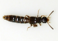 Anomognathus cuspidatus