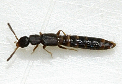 Anomognathus cuspidatus
