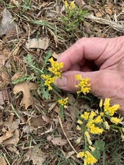 Rorippa sinuata