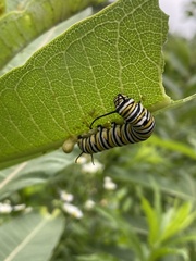 Danaus plexippus