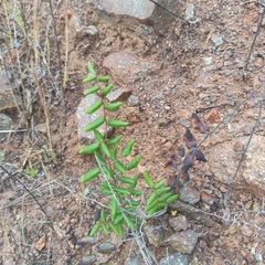 Pellaea andromedifolia pubescens