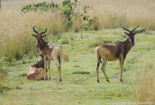 Hartebeest