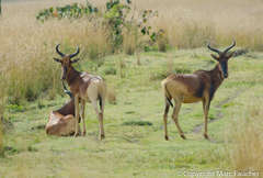 Alcelaphus buselaphus swaynei