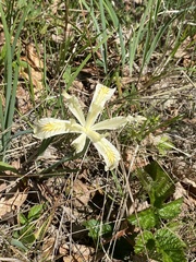 Iris tenuissima
