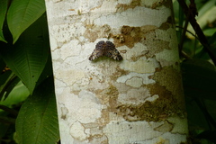 Hamadryas fornax