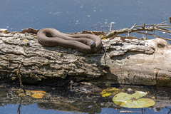 Nerodia sipedon sipedon